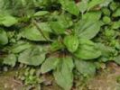 Plantago Asiatica Extract(Jesslie@Snowlotusbiotech.Com)